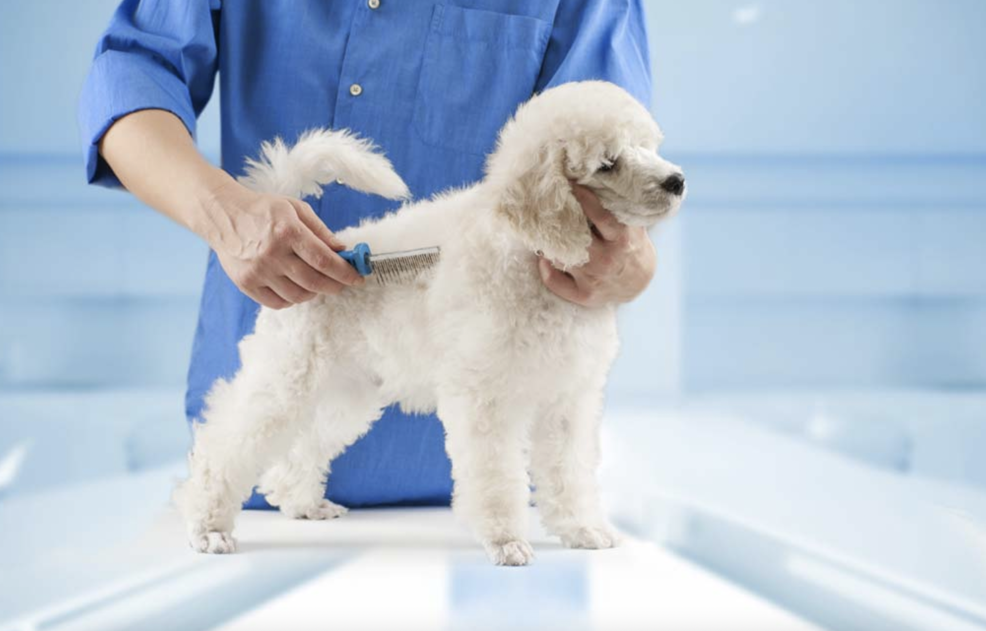 How do you groom a dog 101?